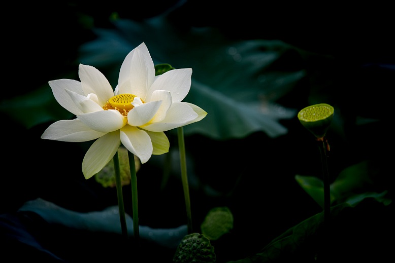 “不變隨緣，隨緣不變”，才是最好的應(yīng)變之道